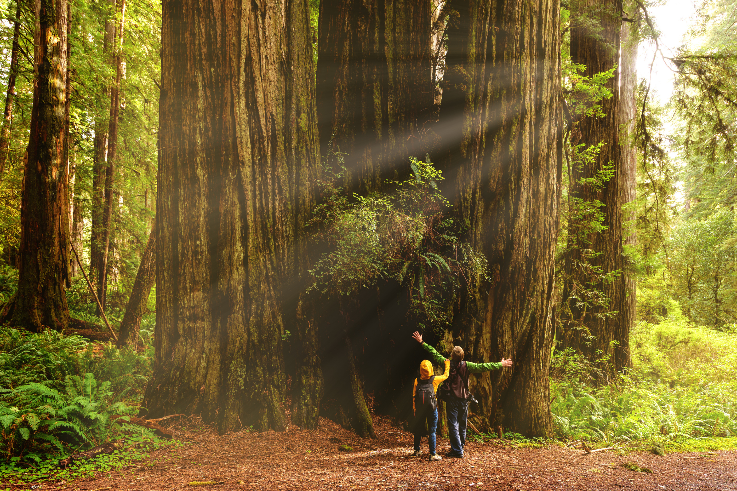 redwood national park, california.webp